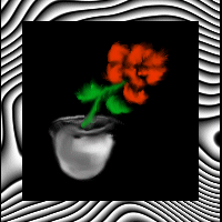 rose picture