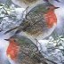 christmas robin