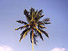 Lone Palm