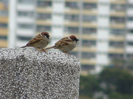 DSC00906