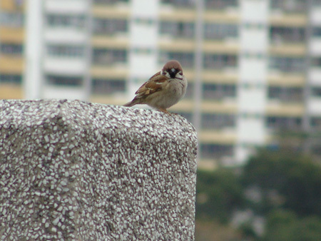 DSC00910