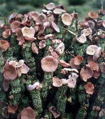 Weight loss. Hoodia väger växt- pillshjälp förlust.