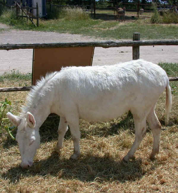amiata