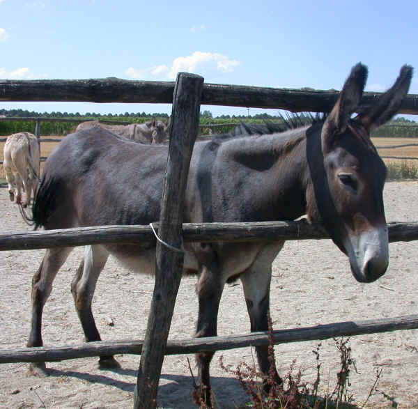 rmu