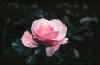 Pink.Rose.2.jpg (14538 bytes)