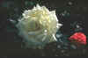 Yellow.Rose.jpg (16839 bytes)