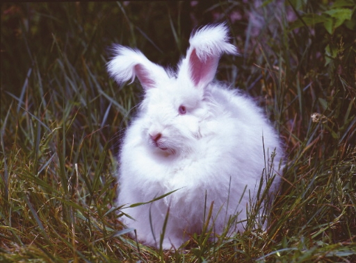 angora.jpg