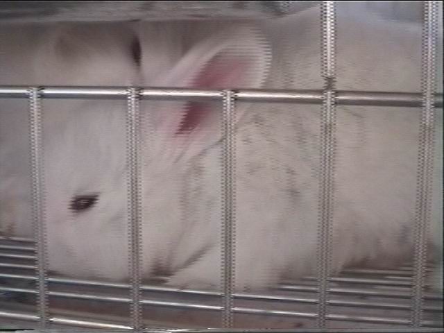 angora10.JPG