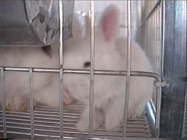 angora11.JPG