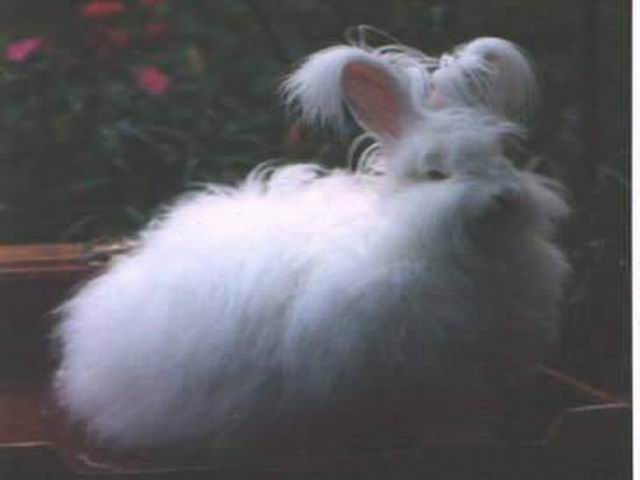 angora12.jpg
