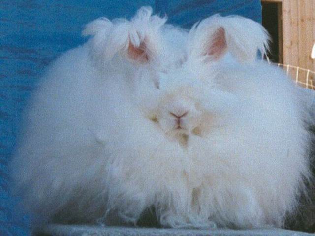 angora13.jpg