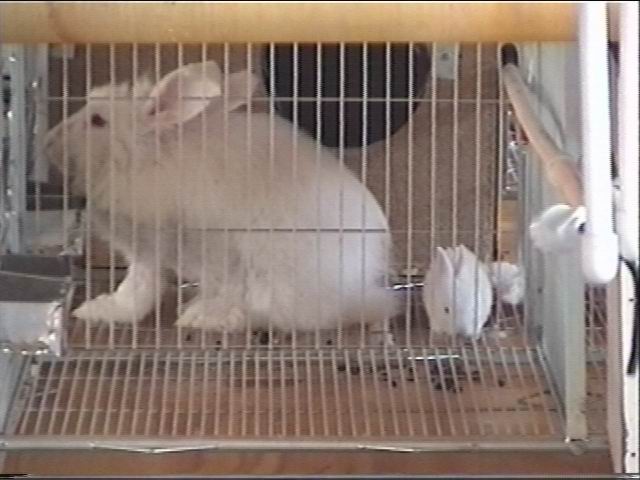angora2.JPG