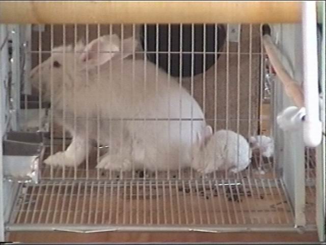 angora3.JPG