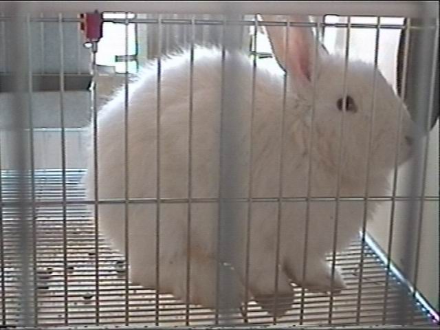 angora4.JPG