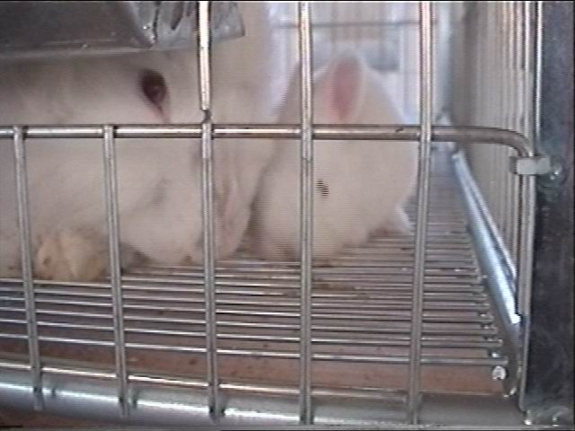 angora5.JPG