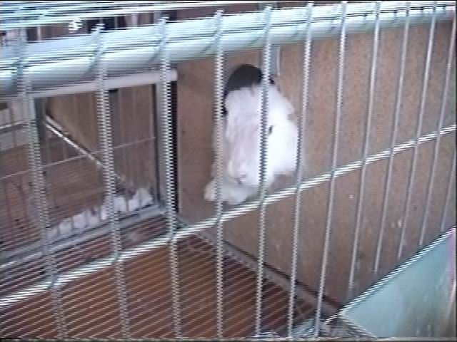 angora6.JPG