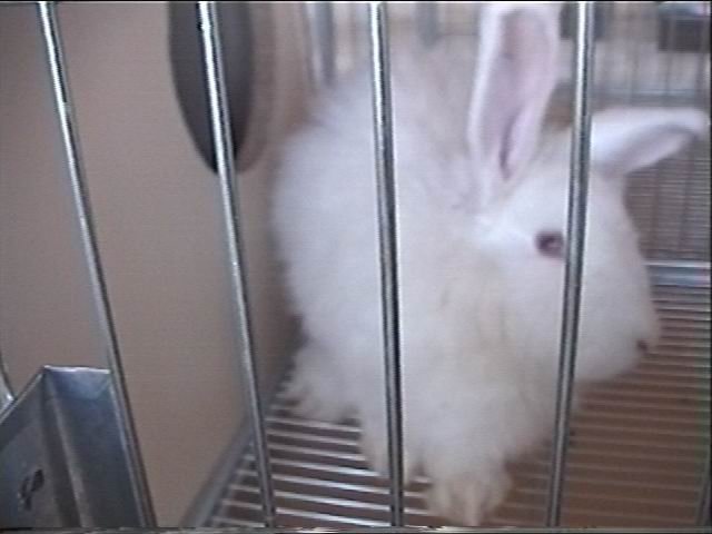 angora7.JPG