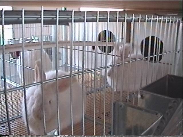 angora9.JPG