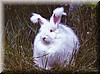 angora.jpg