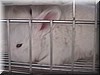 angora10.JPG