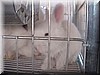 angora11.JPG