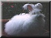 angora12.jpg