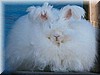 angora13.jpg