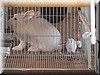 angora2.JPG