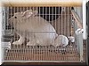 angora3.JPG