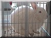 angora4.JPG