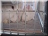 angora5.JPG