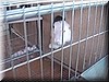 angora6.JPG