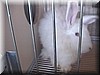 angora7.JPG