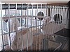 angora9.JPG