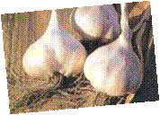 http://www.obs-nice.fr/adoca/aromatiques.html