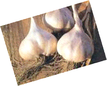 http://www.obs-nice.fr/adoca/aromatiques.html