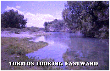 Toritos