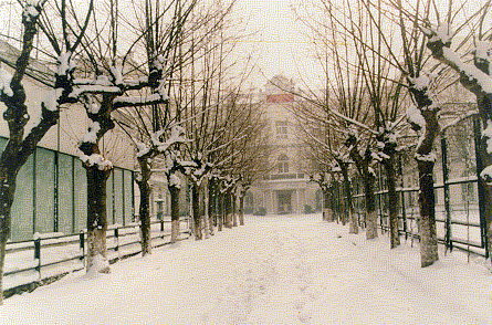 Our school alley in winter