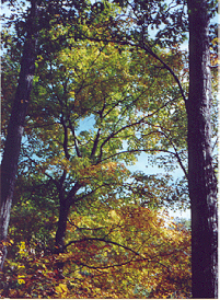 Trees