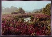 Country scene