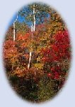 Real swamp maples!
