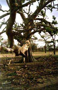 Un peque&ntilde;o baobab