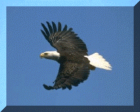 eagle.gif (49076 bytes)