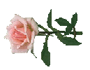 rose.gif (4661 bytes)