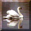 swan.gif (49551 bytes)