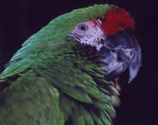 /user/parrotside.jpg