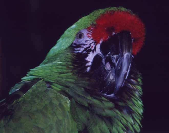/user/parrotstraight.jpg