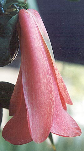 Lapageria rosea (copihue)