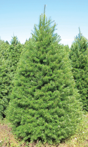 treee