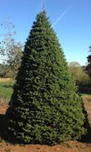 treee